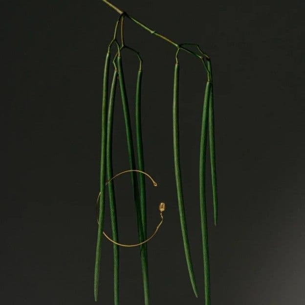 Чокер з маковим бутоном та краплиною роси - 3